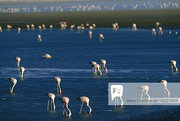 Flock of migratory Chilean flamingos (Phoenicopterus chilensis) foraging in Laguna Colorada; Atacama Desert  Bolivia