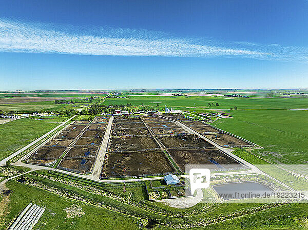 Aerial view of a large  cattle feed lot with a blue sky and clouds  surrounded by green grain fields; Southeast of Carseland  Alberta  Canada