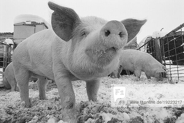 Close view of a young pig in a snowy pen; Bennet  Nebraska  United States of America