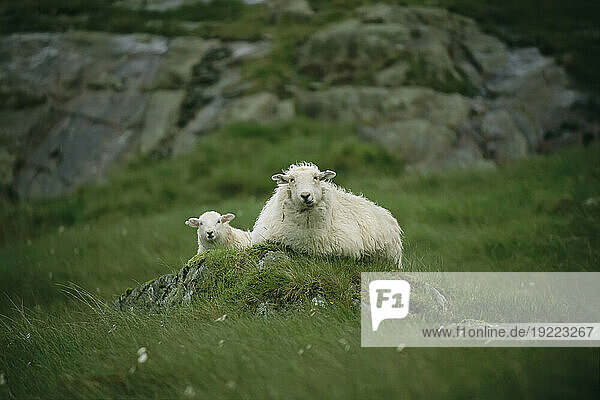 Ewe and her lamb (Ovis aries) resting on a small mound; Ben Nevis  Scotland