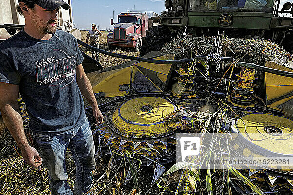 A farmer harvests sorghum.; Kansas.