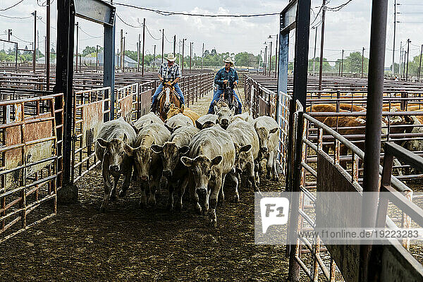 A cattle auction facility in Nebraska.; Nebraska.