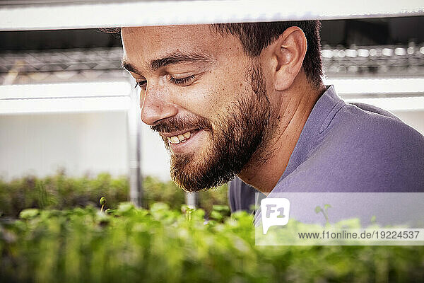 Business owner inspects microgreens growing in trays under lighting; Edmonton  Alberta  Canada