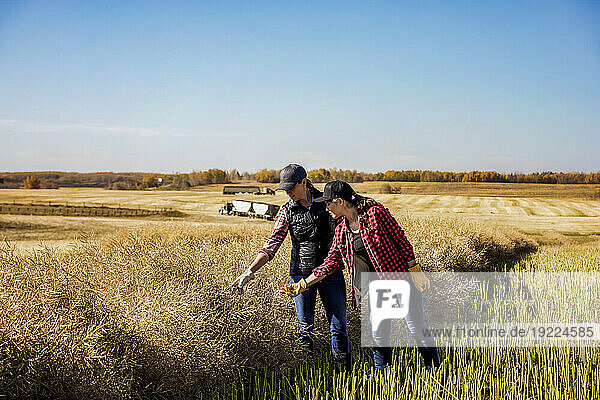 A woman farmer standing in the fields teaching her apprentice about modern farming techniques for canola crops using wireless technologies and agricultural software; Alcomdale  Alberta  Canada