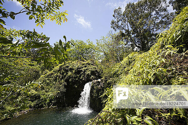 View through lush vegetation of a plunging waterfall with a turquoise pool along the Road to Hana  scenic route; Maui  Hawaii  United States of America