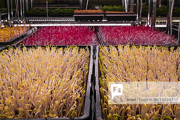 Close-up of Microgreens growing in trays; Edmonton  Alberta  Canada