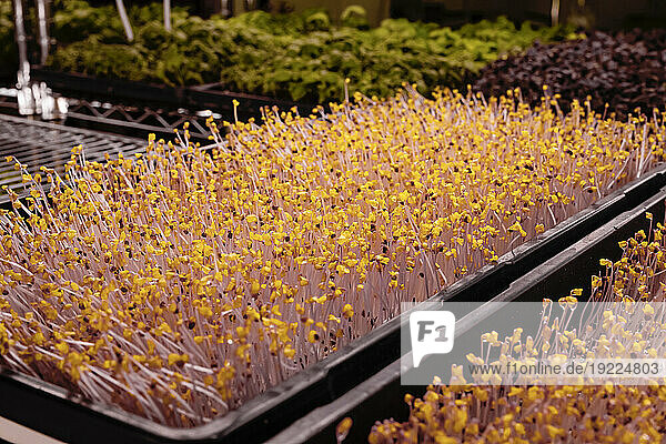 Close-up of Microgreens growing in trays; Edmonton  Alberta  Canada