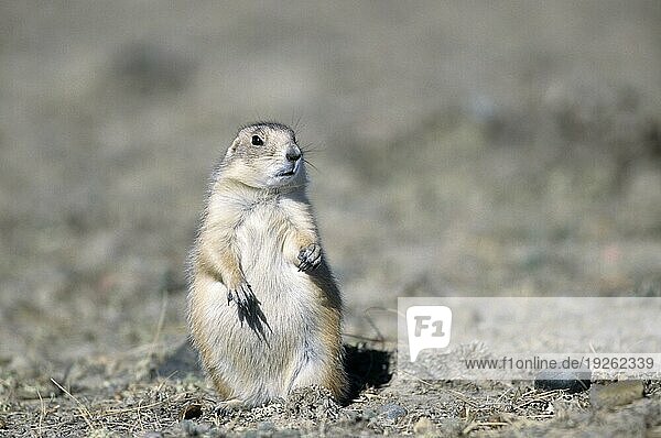 Black-tailed Prairie Dog (Cynomys ludovicianus) attentively watching the photographer (Praeriehund)  Black-tailed Prairie Dog looking towards the photographer