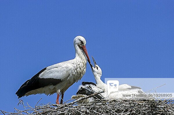 Weißstorch (Ciconia ciconia) Altvogel füttert einen Jungvogel  White Stork adult bird feeds a young bird
