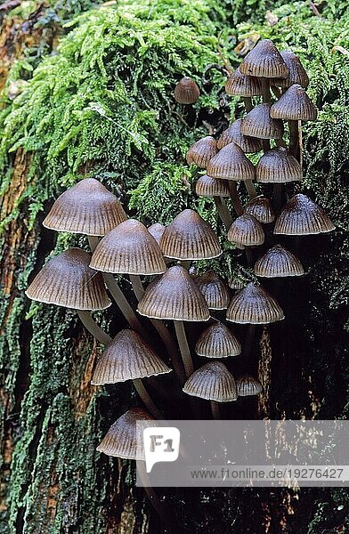 Viersporiger Nitrat-Helmling (Mycena stipata) wächst in dichten büscheln an Nadelholzstubben  Stump-fairy Helmet grows in clusters on conifer wood stubs