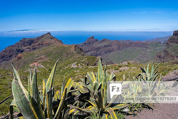 Natürliche Vegetation in der Berggemeinde Masca im Norden von Teneriffa  Kanarische Inseln