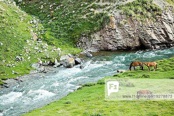 Drei grasende Pferde in der Nähe des Flusses und der Felsen