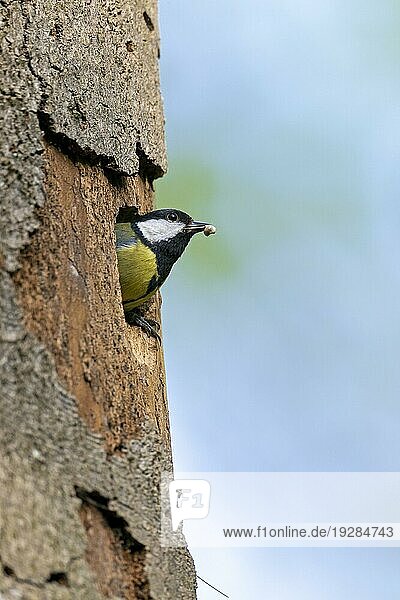 Kohlmeise (Parus major) entfernt das Kotpaket eines Jungvogels aus der Bruthöhle  Great Tit removes the faecal packet of a chick from the nesting hole