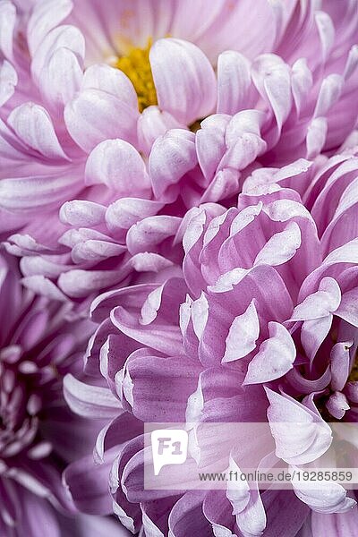 Violette Blütenblätter in Nahaufnahme