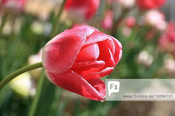 Rosafarbene Tulpe  Hintergrund Garten in Unschärfe