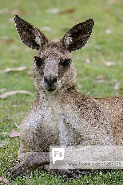 Hübsches Gesicht oder Peitschenschwanz Wallaby  das sich im Gras ausruht  gegenüber  Carnarvon Schlucht  Queensland  Australien  Ozeanien