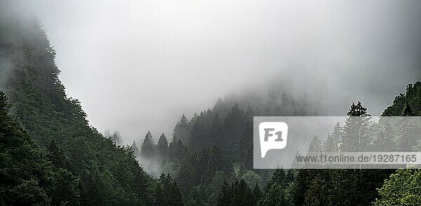 Wald im Nebel  dramatische Landschaft  Schweiz  Europa