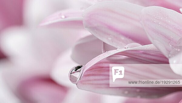 Nahaufnahme nasse rosa weiße Blütenblätter