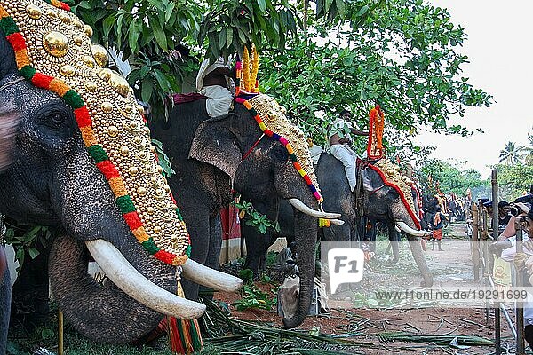 Varkala  Indien  4. Februar 2011: Geschmückte Elefanten und Menschen bei einer traditionellen Elefantenparade  Asien