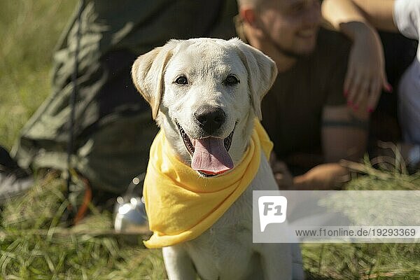 Vorderansicht niedlicher Hund mit gelbem Halstuch