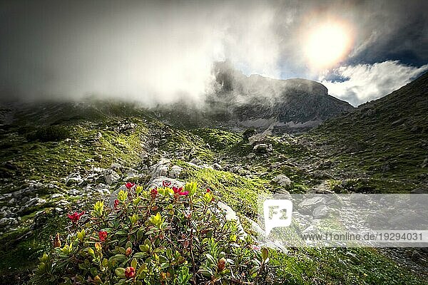Sonnenlicht durch dichten Nebel hoch in den Bergen mit Rhododendron