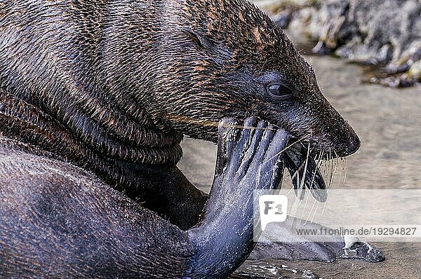 Neuseeland im Februar 2016: Eine erwachsene Robbe versucht  eine Muschel zu knacken  um die schmackhafte Muschel darin zu essen