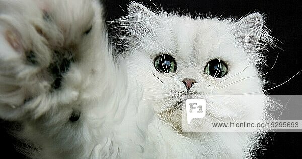 Chinchilla Perser Hauskatze  Portrait eines Erwachsenen mit grünen Augen