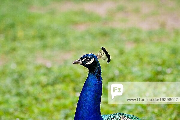 Pfau  peacock