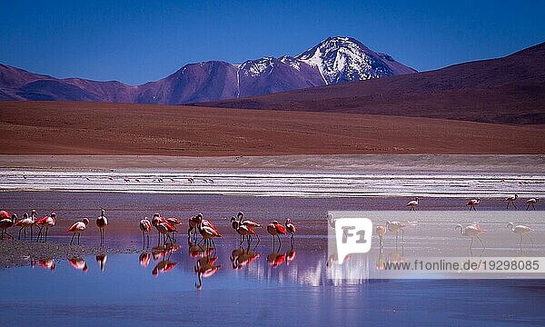 Schneebedeckte Berge spiegeln sich in einer blaün Lagune  in der Flamingos stehen  Eduardo Avaroa Andean Fauna National Reserve  BOLIVIEN im September 2015