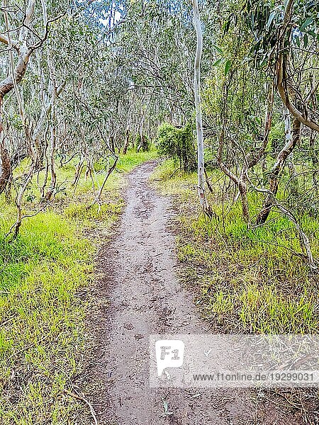Wander und Radwege mit australischer Buschlandschaft in Macleod im Norden von Melbourne in Victoria  Australien  Ozeanien