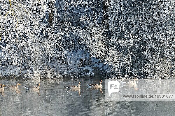 Gruppe von Wasservögeln schwimmen auf der Donau in frühen Wintermorgen mit launischen dichten Nebel