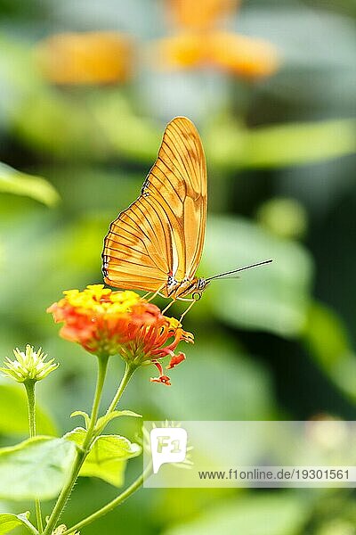 Gelber Schmetterling auf der Blume sitzend  selektiver Fokus