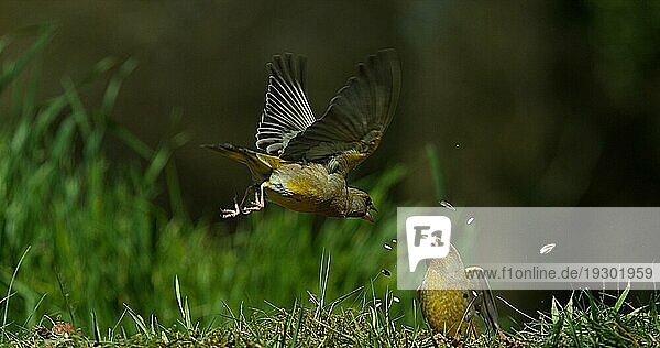 Grünfink (carduelis chloris)  adult im Flug  kämpfend  Normandie in Frankreich