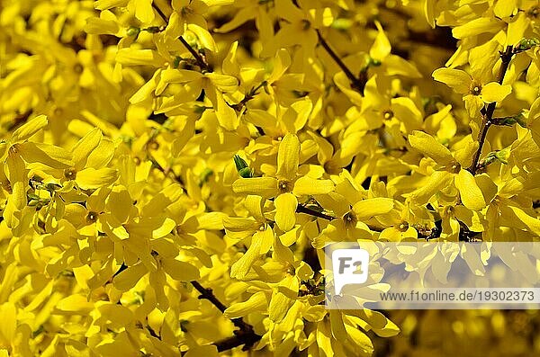 Schöne gelbe Blüten der Forsythie Nahaufnahme in der hellen Sonne. Schöne natürliche Hintergrund