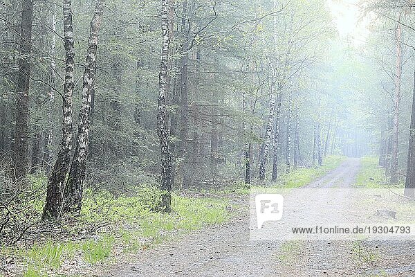 Straße in schönem Birkenwald bei dichtem Nebel am Morgen