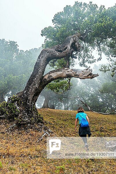 Fanal Wald mit Nebel in Madeira  junger Mann geht neben Lorbeerbäumen am Morgen mit viel Nebel  mystisch  geheimnisvoll
