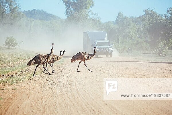 Einige Emus versuchen  eine unbefestigte Straße in der Nähe von Mt Surprise  Queensland  Australien  zu überqueren  Ozeanien