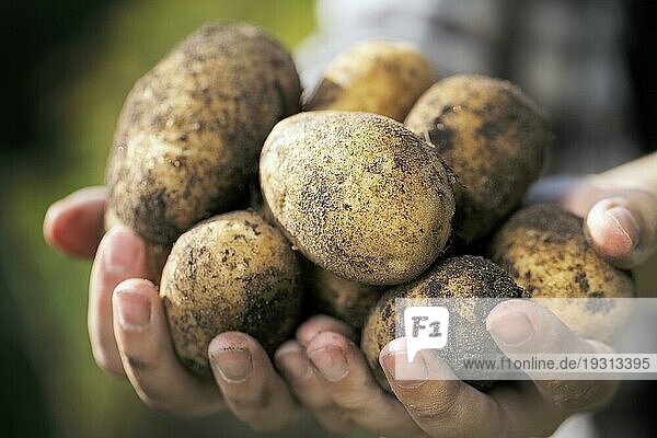 Landwirt hält geerntete schmutzige Kartoffeln in den Händen. Sehr kurze Tiefenschärfe