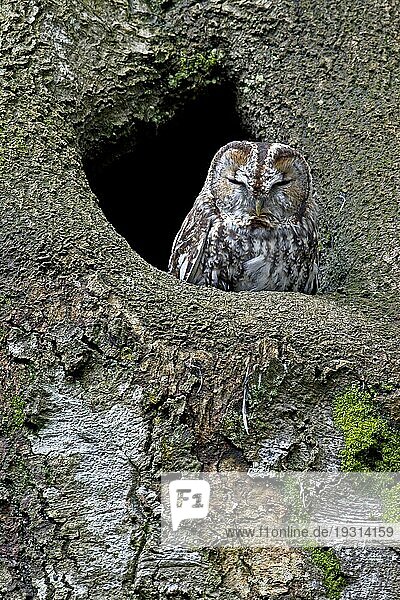 Waldkauz (Strix aluco) ist in Mitteleuropa  neben der Waldohreule  die häufigste Eulenart (Foto Altvogel vor der Hoehle)  Tawny Owl hunts at dusk  dawn and night (Brown Owl) (Photo adult bird)