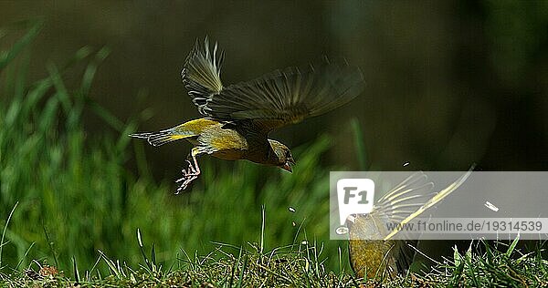 Grünfink (carduelis chloris)  adult im Flug  kämpfend  Normandie in Frankreich