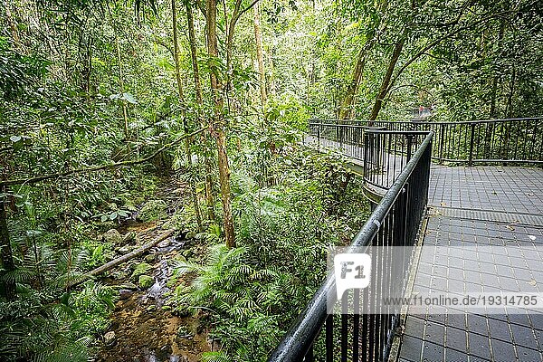 Fußweg durch dichten Regenwald in der Mossman Schlucht  Queensland  Australien  Ozeanien
