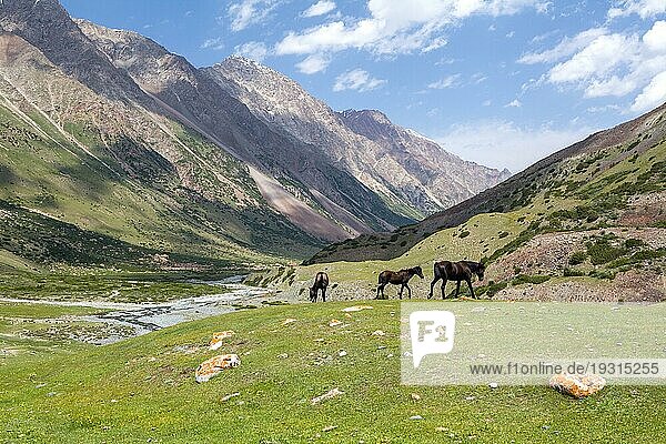 Drei grasende braune Pferde  Tien Shan Gebirge  Kirgisistan