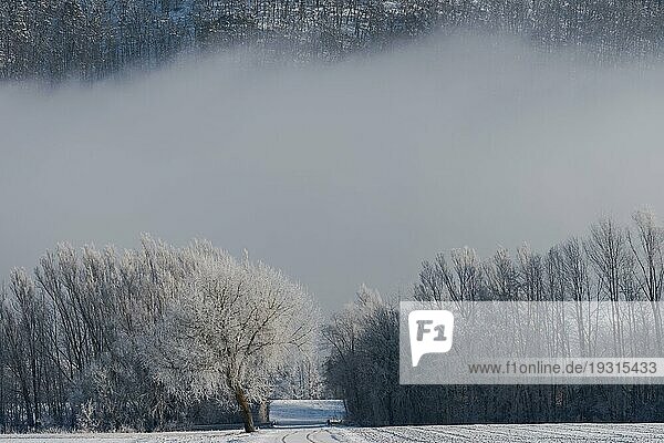 Einzelner Baum im Winter mit Raureif und Schnee vor einer Reihe von Bäumen mit dichtem Nebel im Hintergrund