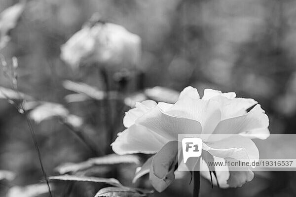 Weiße Rose in einem abstrakten Bild  white rose in an abstract picture