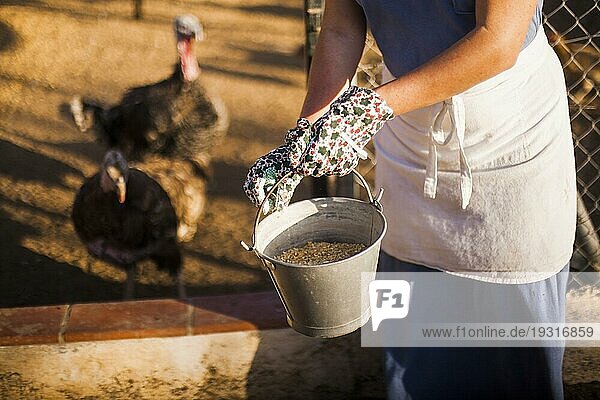 Nahaufnahme Frau füttert Hühner