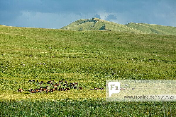 Große Herde von Pferden auf glänzendem grünen Gras