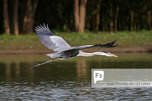 Nahaufnahme eines Weißhalsreihers  der über einen ruhigen Fluss fliegt  Pantanal  Brasilien  Südamerika
