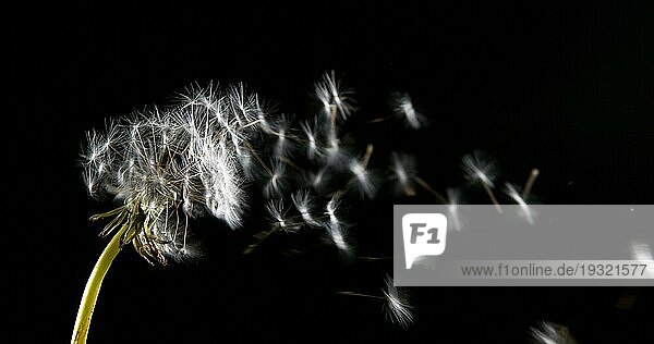 Gewöhnlicher Löwenzahn (taraxacum) officinale  Samen von Uhren  die vom Wind verweht und verbreitet werden  Normandie