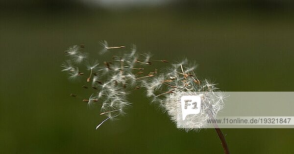 Gewöhnlicher Löwenzahn (taraxacum) officinale  Samen von Uhren  die vom Wind verweht und verbreitet werden  Normandie