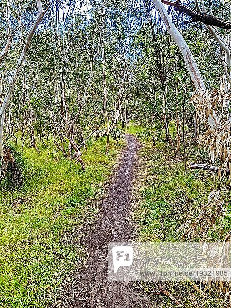 Wander und Radwege mit australischer Buschlandschaft in Macleod im Norden von Melbourne in Victoria  Australien  Ozeanien